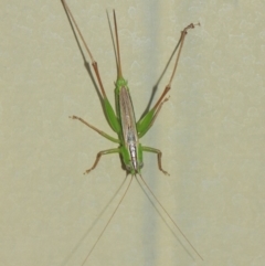 Conocephalus sp. (genus) at Evatt, ACT - 4 Apr 2019 08:42 AM