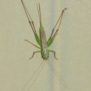 Conocephalus sp. (genus) at Evatt, ACT - 4 Apr 2019 08:42 AM