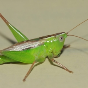 Conocephalus sp. (genus) at Evatt, ACT - 4 Apr 2019 08:42 AM