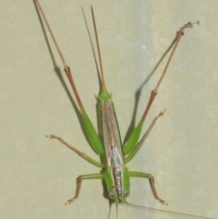 Conocephalus sp. (genus) at Evatt, ACT - 4 Apr 2019 08:42 AM