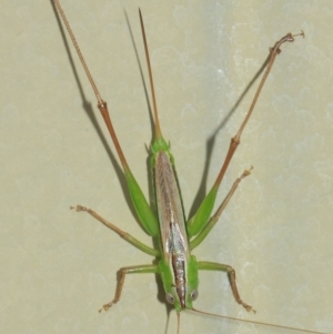 Conocephalus sp. (genus) at Evatt, ACT - 4 Apr 2019 08:42 AM