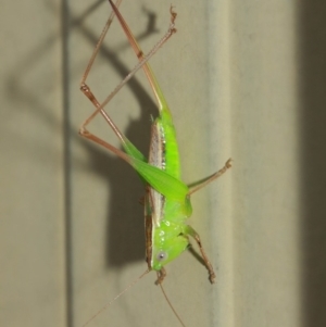 Conocephalus sp. (genus) at Evatt, ACT - 4 Apr 2019 08:42 AM