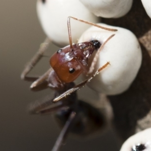 Iridomyrmex purpureus at Michelago, NSW - 12 Aug 2018 02:29 PM