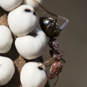 Iridomyrmex purpureus at Michelago, NSW - 12 Aug 2018