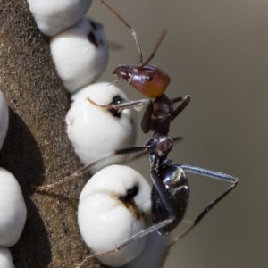 Iridomyrmex purpureus at Michelago, NSW - 12 Aug 2018 02:29 PM