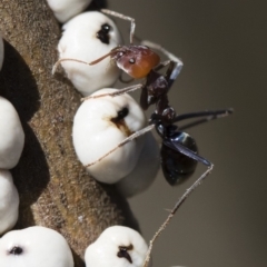 Iridomyrmex purpureus at Michelago, NSW - 12 Aug 2018 02:29 PM