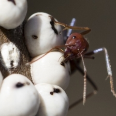 Iridomyrmex purpureus at Michelago, NSW - 12 Aug 2018 02:29 PM