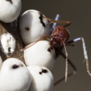 Iridomyrmex purpureus at Michelago, NSW - 12 Aug 2018 02:29 PM