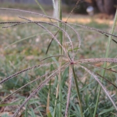 Chloris truncata (Windmill Grass) at Conder, ACT - 4 Mar 2019 by MichaelBedingfield