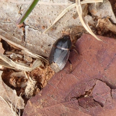Cydnidae (family) (Burrower bug) at Fyshwick, ACT - 5 Apr 2019 by Christine