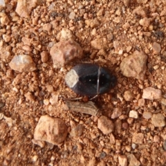 Cydnidae (family) at Fyshwick, ACT - 5 Apr 2019