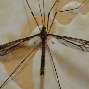 Ptilogyna sp. (genus) at Spence, ACT - 5 Apr 2019 06:26 PM