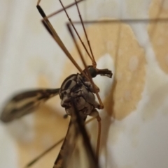 Ptilogyna sp. (genus) at Spence, ACT - 5 Apr 2019 06:26 PM