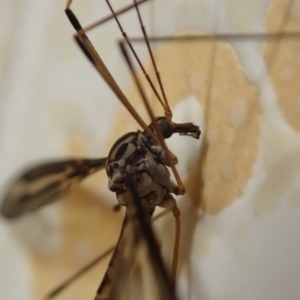 Ptilogyna sp. (genus) at Spence, ACT - 5 Apr 2019