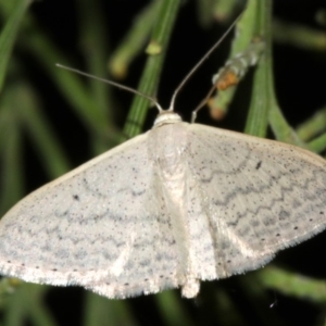 Scopula optivata at Ainslie, ACT - 5 Apr 2019 08:36 PM