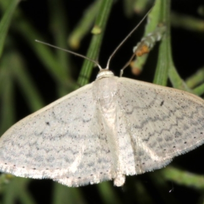 Scopula optivata (Varied Wave) at Mount Ainslie - 5 Apr 2019 by jb2602