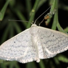 Scopula optivata at Ainslie, ACT - 5 Apr 2019