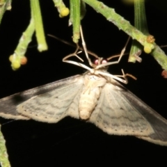 Scopula optivata at Ainslie, ACT - 5 Apr 2019 08:36 PM