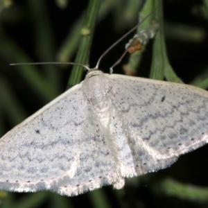 Scopula optivata at Ainslie, ACT - 5 Apr 2019 08:36 PM