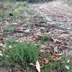 Pimelea curviflora var. acuta at Bumbalong, ACT - 5 Apr 2019