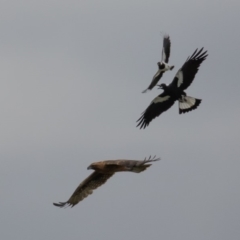 Hieraaetus morphnoides (Little Eagle) by rawshorty