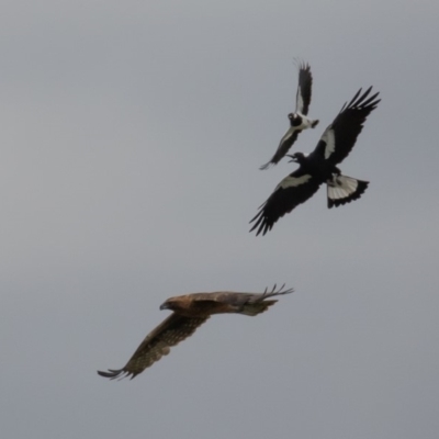 Hieraaetus morphnoides (Little Eagle) at  - suppressed by rawshorty