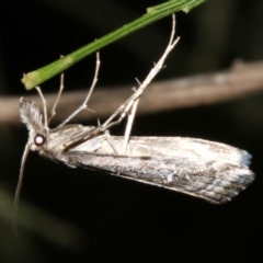 Hednota longipalpella (Pasture Webworm) at Ainslie, ACT - 5 Apr 2019 by jb2602