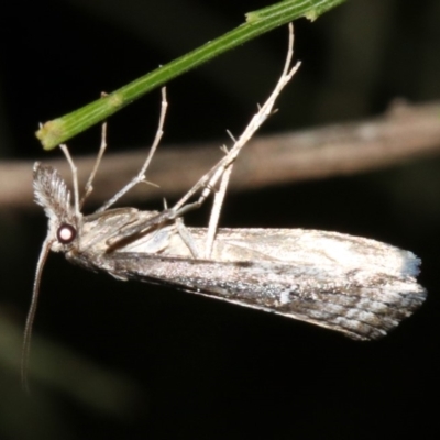 Hednota longipalpella (Pasture Webworm) at Ainslie, ACT - 5 Apr 2019 by jb2602