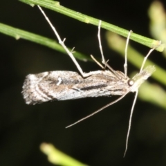 Hednota longipalpella at Ainslie, ACT - 5 Apr 2019