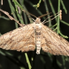 Ectropis excursaria (Common Bark Moth) at Mount Ainslie - 5 Apr 2019 by jb2602