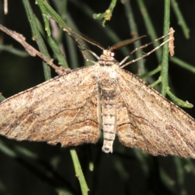 Ectropis excursaria (Common Bark Moth) at Mount Ainslie - 5 Apr 2019 by jb2602