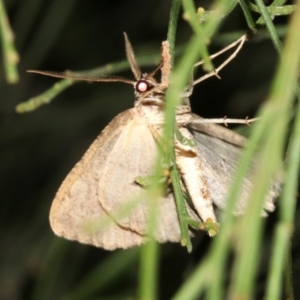 Ectropis excursaria at Ainslie, ACT - 5 Apr 2019