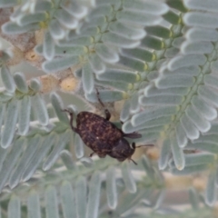 Curculionidae (family) (Unidentified weevil) at Hughes, ACT - 5 Apr 2019 by rawshorty