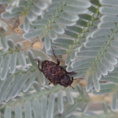 Curculionidae (family) (Unidentified weevil) at Hughes, ACT - 5 Apr 2019 by rawshorty