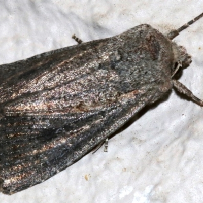 Dasygaster padockina (Tasmanian Cutworm) at Ainslie, ACT - 5 Apr 2019 by jb2602