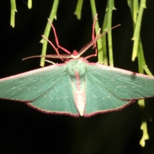 Chlorocoma undescribed species MoVsp3 at Ainslie, ACT - 5 Apr 2019