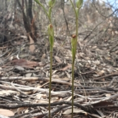Speculantha rubescens (Blushing Tiny Greenhood) - 1 Jan 1900 by AaronClausen