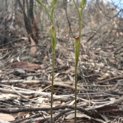 Speculantha rubescens (Blushing Tiny Greenhood) at Denman Prospect 2 Estate Deferred Area (Block 12) - 6 Apr 2019 by AaronClausen