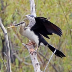 Anhinga novaehollandiae (Australasian Darter) at Fyshwick, ACT - 5 Apr 2019 by RodDeb