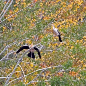 Anhinga novaehollandiae at Fyshwick, ACT - 5 Apr 2019 01:38 PM