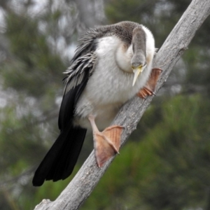 Anhinga novaehollandiae at Fyshwick, ACT - 5 Apr 2019 01:38 PM