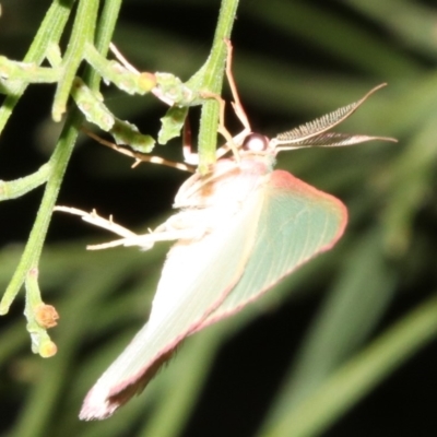 Chlorocoma (genus) (Emerald moth) at Mount Ainslie - 5 Apr 2019 by jb2602
