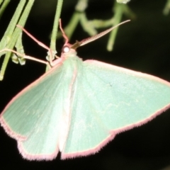 Chlorocoma (genus) at Ainslie, ACT - 5 Apr 2019