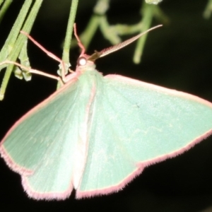 Chlorocoma (genus) at Ainslie, ACT - 5 Apr 2019