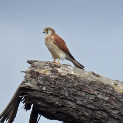 Falco cenchroides (Nankeen Kestrel) at Fyshwick, ACT - 5 Apr 2019 by RodDeb