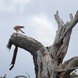 Falco cenchroides at Fyshwick, ACT - 5 Apr 2019