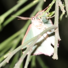 Chlorocoma (genus) (Emerald moth) at Ainslie, ACT - 5 Apr 2019 by jbromilow50