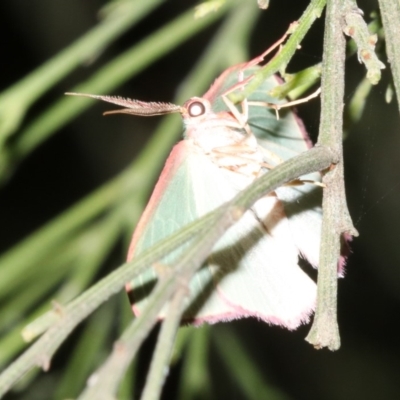 Chlorocoma (genus) (Emerald moth) at Mount Ainslie - 5 Apr 2019 by jb2602