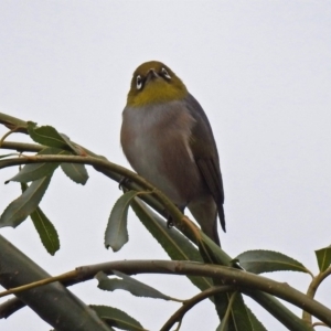 Zosterops lateralis at Fyshwick, ACT - 5 Apr 2019 01:56 PM