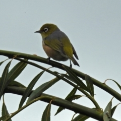 Zosterops lateralis at Fyshwick, ACT - 5 Apr 2019